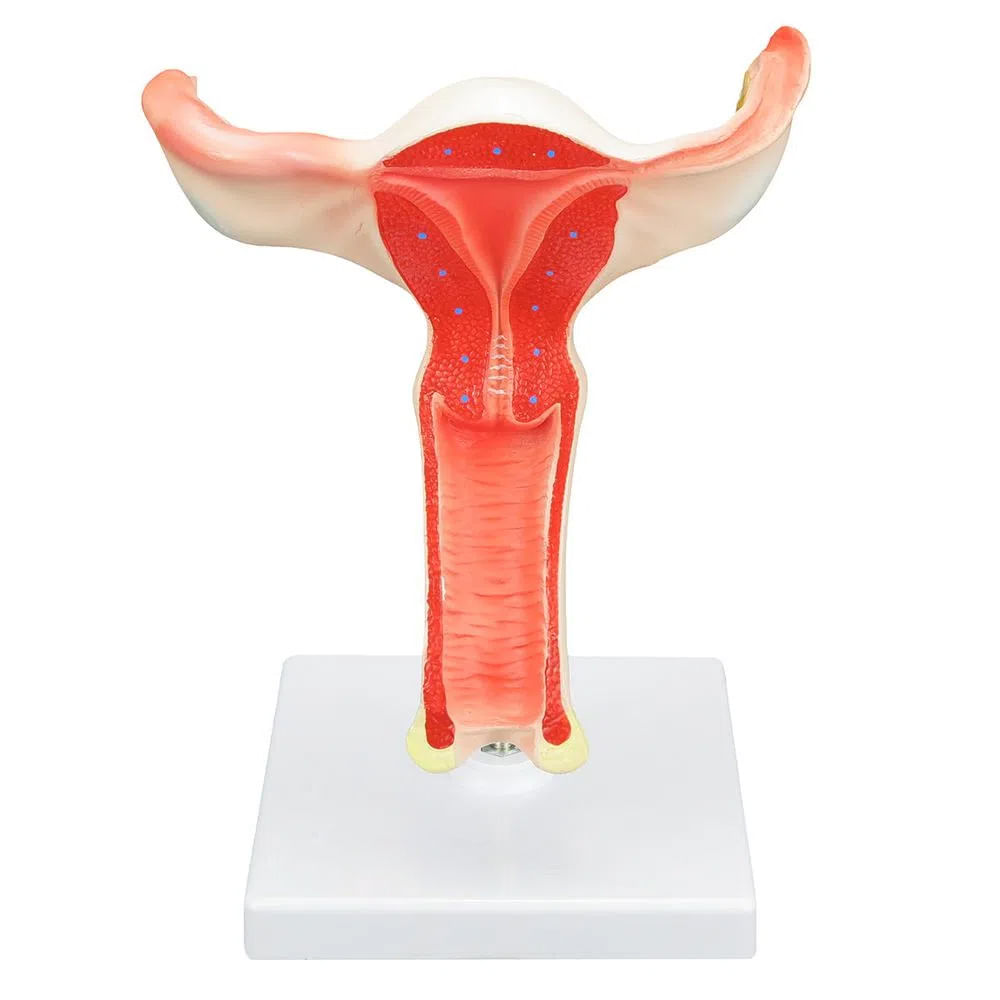 Vagina com Útero em Tamanho Real Miss Collection
